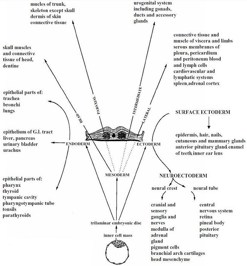 Embryonic sources for tissue development