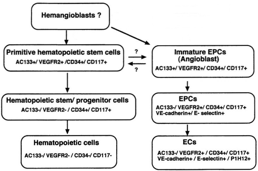 Development of endothelium