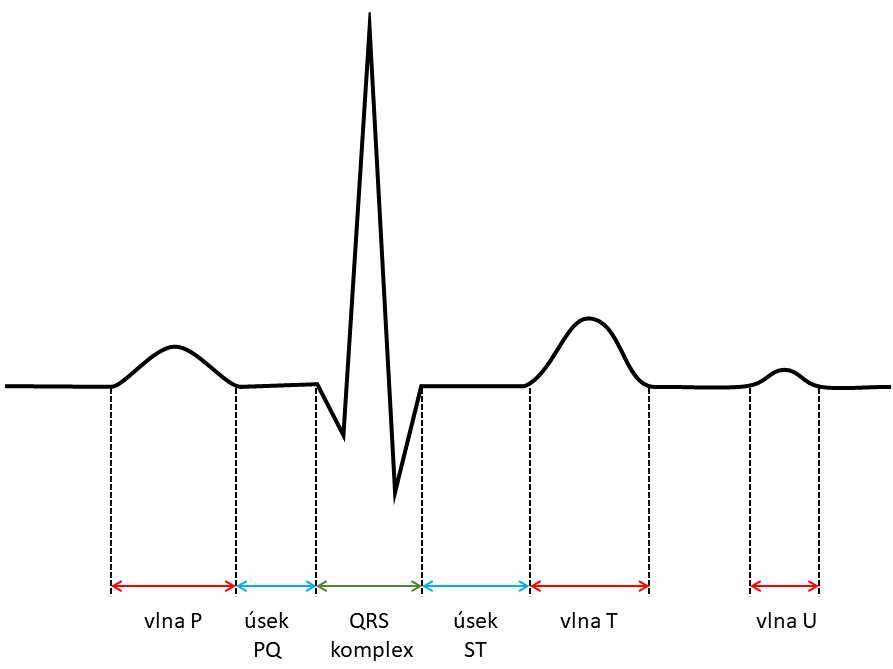 Základní útvary EKG záznamu